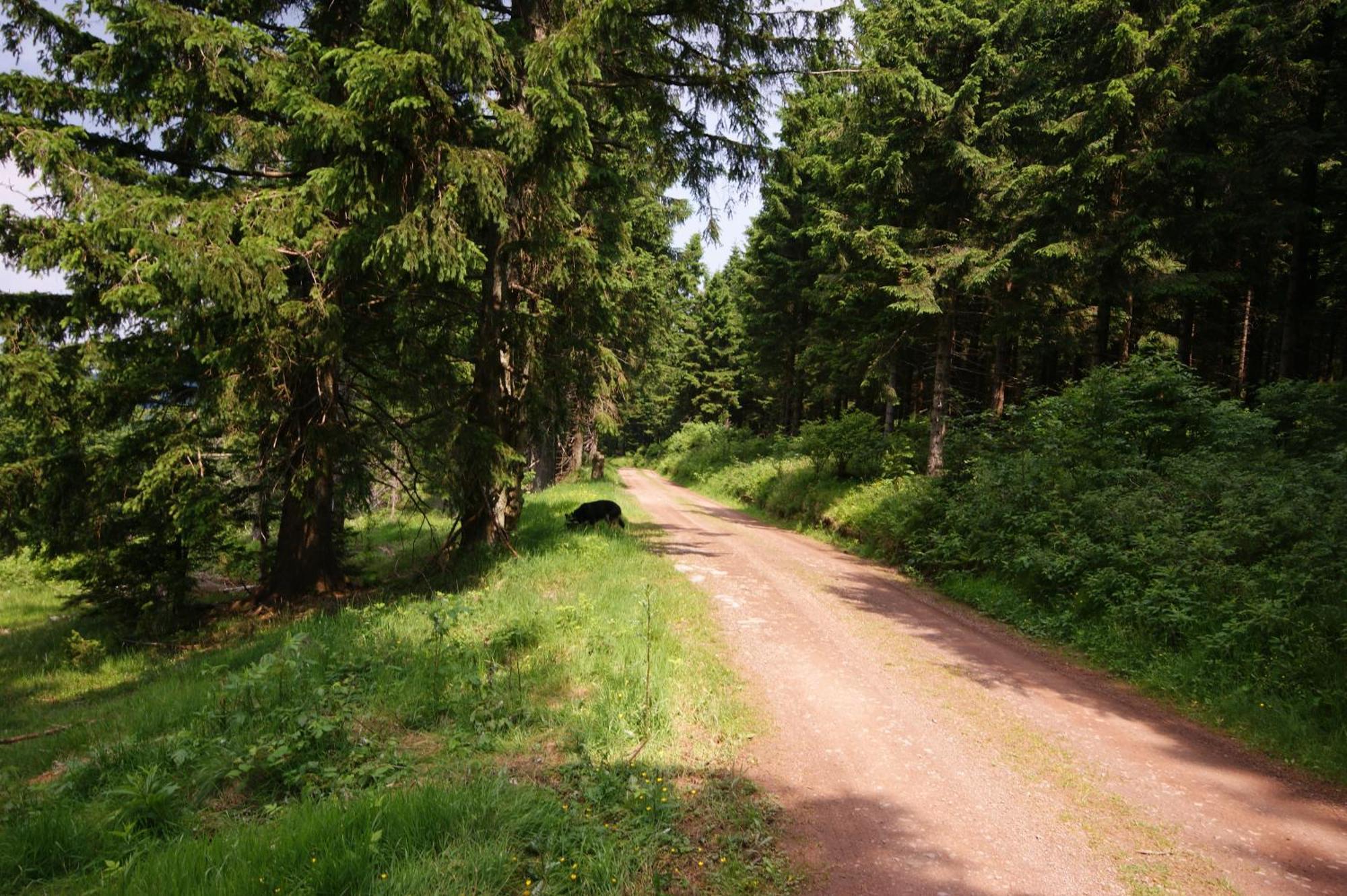 Hoehengasthaus Kolmenhof An Der Donauquelle 푸르트완겐 외부 사진