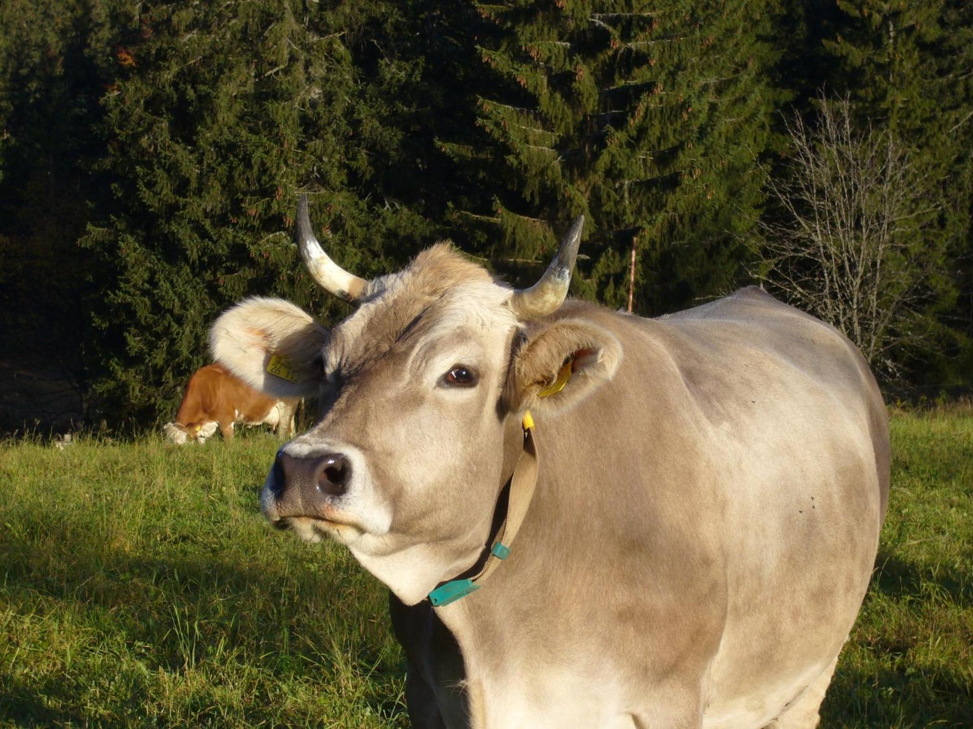 Hoehengasthaus Kolmenhof An Der Donauquelle 푸르트완겐 외부 사진