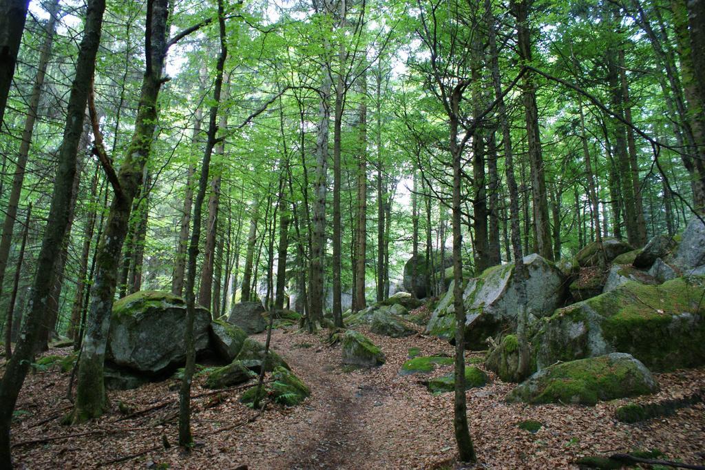 Hoehengasthaus Kolmenhof An Der Donauquelle 푸르트완겐 외부 사진