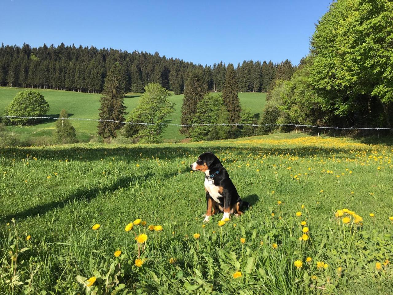 Hoehengasthaus Kolmenhof An Der Donauquelle 푸르트완겐 외부 사진